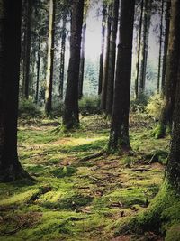 Trees in forest