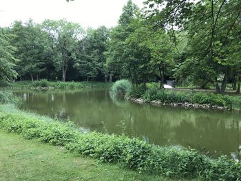 Scenic view of lake in forest