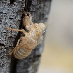 Close-up of spider on tree trunk