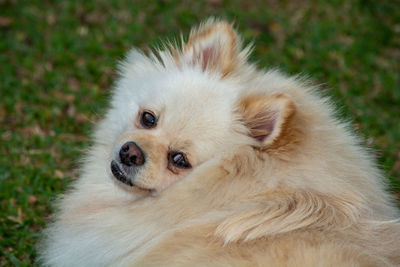 Close-up of a dog