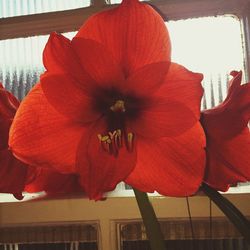 Close-up of red flower