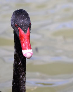 Close-up of black swan against lake