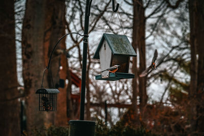 Close-up of bird perching on tree