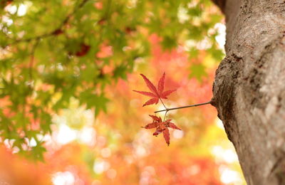 Close-up of leaves on tree trunk