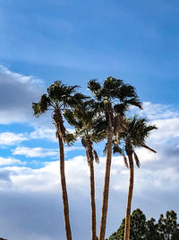 Low angle view of coconut palm trees against blue sky