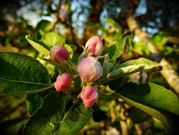 Close-up of flowers growing on tree