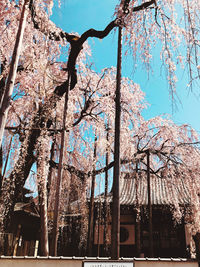 Low angle view of cherry tree by building against sky