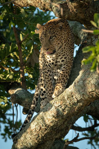 Male leopard looks out from leafy tree