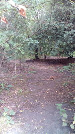 Trees growing in forest