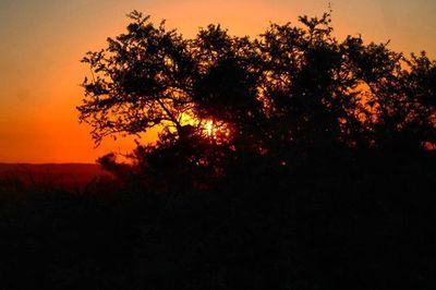 Silhouette of trees at sunset