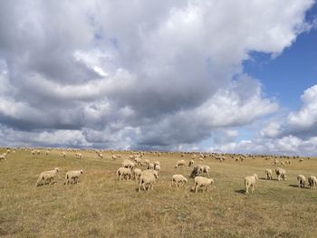 Flock of sheep on field