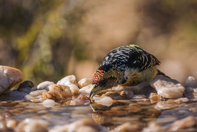 Close-up of duck on rock by lake