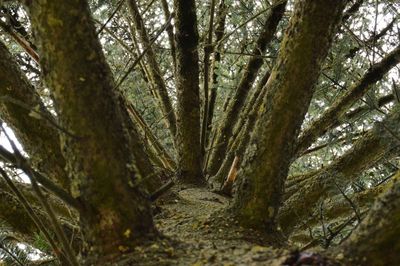 Trees in forest