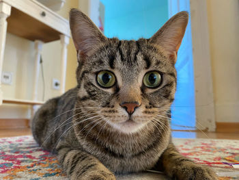 Close-up portrait of cat on bed at home