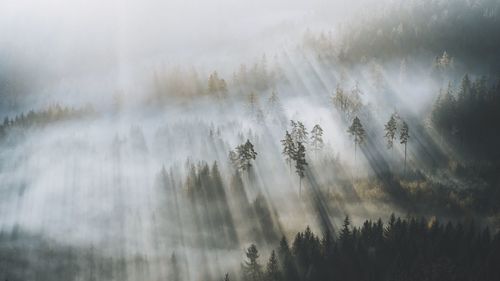 Panoramic view of forest against sky