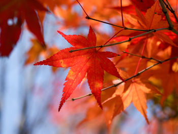 Close-up of maple leaves on branch