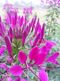 Close-up of pink flowers blooming outdoors