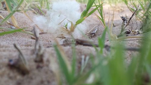 Close-up of lizard on plants