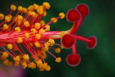 Close-up of red flowering plant