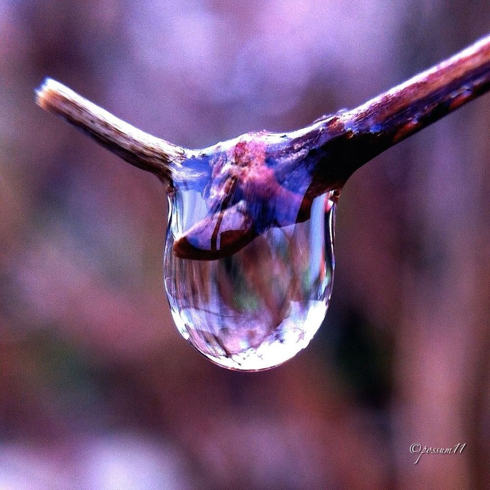 close-up, focus on foreground, selective focus, purple, nature, beauty in nature, fragility, stem, twig, no people, freshness, day, outdoors, pink color, plant, bud, flower, growth, new life, beginnings