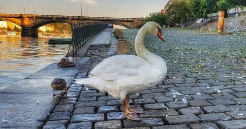 View of birds on bridge over lake