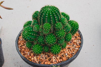 High angle view of potted plant on table