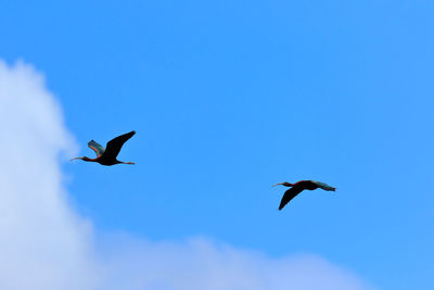 Low angle view of birds flying against blue sky on