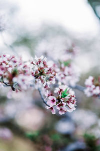 Close-up of pink cherry blossoms