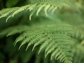Close-up of fern leaves