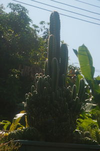 Low angle view of cactus growing on field against sky