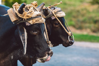 Close-up of a cows