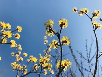 Low angle view of yellow flowering plant against clear sky