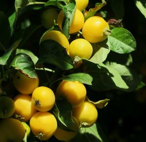 Close-up of fruit on tree