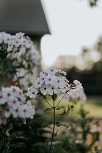 Close-up of pink flowering plant