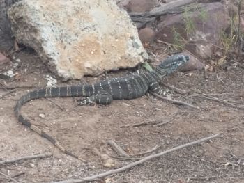 High angle view of lizard