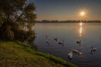 Ducks swimming in lake at sunset