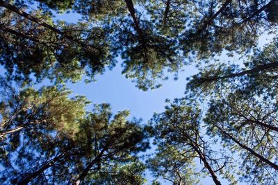 Low angle view of trees against sky