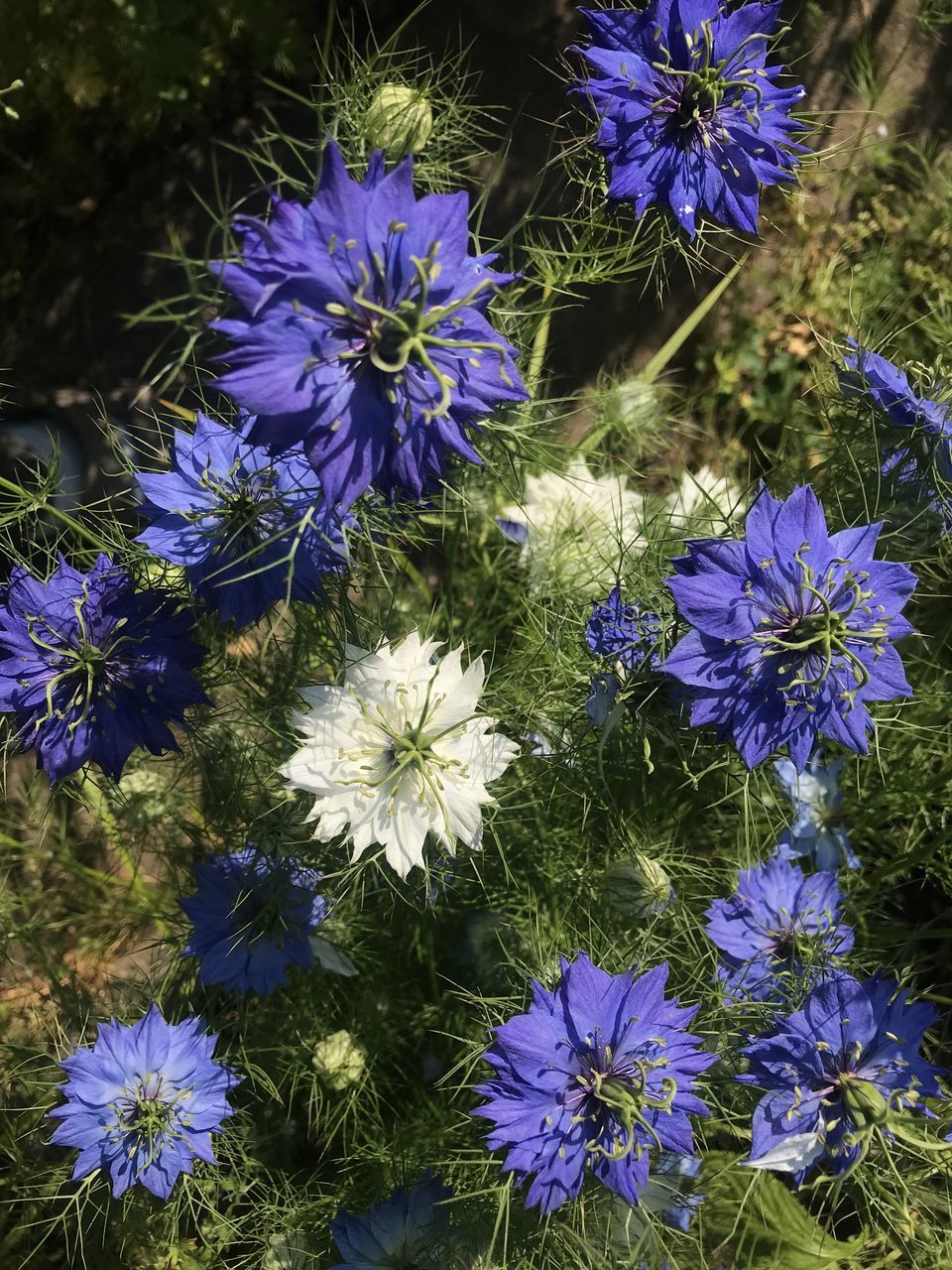 flowering plant, flower, plant, beauty in nature, freshness, aster, growth, fragility, purple, nature, petal, high angle view, inflorescence, close-up, no people, flower head, day, chicory, blue, outdoors, botany, wildflower, land, sunlight