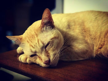 Close-up of cat sleeping on table