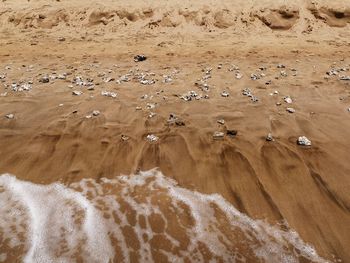 High angle view of crab on sand