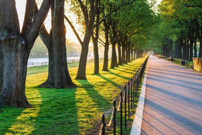 Footpath amidst trees in park