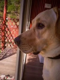 Close-up of dog looking through window