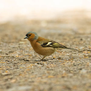 Close-up of bird perching on land