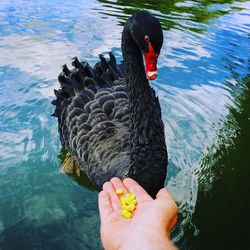 Man feeding fish in lake