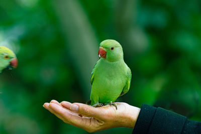 Bird perching on hand