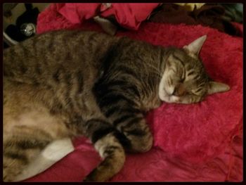 Cat sleeping on bed
