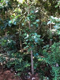 Close-up of plants growing on field in forest