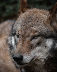 Close-up portrait of a wolve 