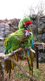 Close-up of parrot perching on tree