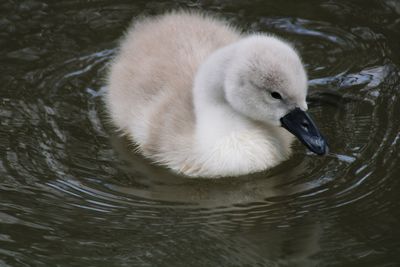 Swan swimming in lake cygnets 